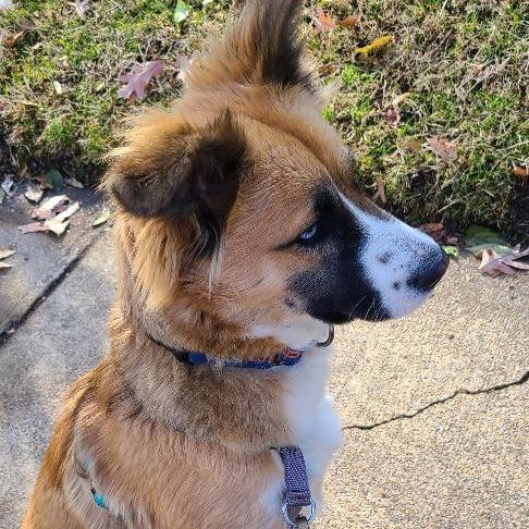 Enlarge Skye, a Adoptable Australian Shepherd in Potomac, MD image 4/6