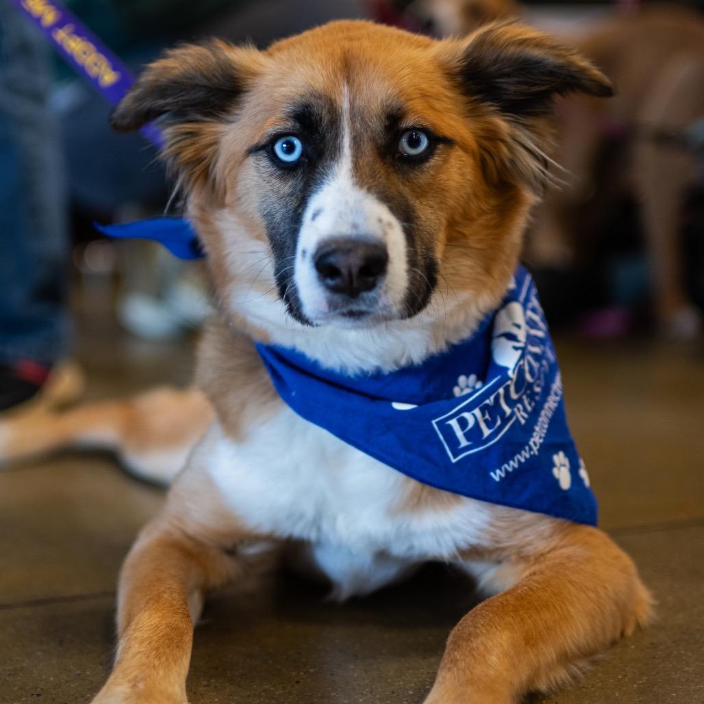 Enlarge Skye, a Adoptable Australian Shepherd in Potomac, MD image 5/6