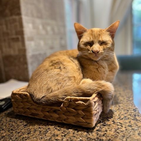 Clementine, a ADOPTABLE Domestic Short Hair in Manchester, MO image 6/6