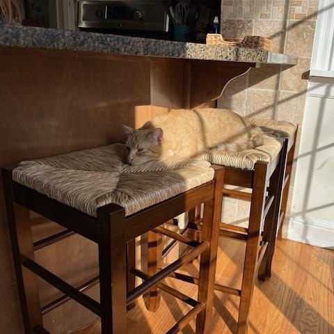 Clementine, a ADOPTABLE Domestic Short Hair in Manchester, MO image 4/6