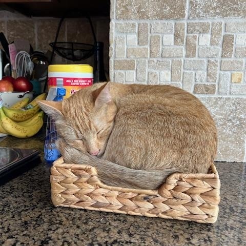 Clementine, a ADOPTABLE Domestic Short Hair in Manchester, MO image 3/6