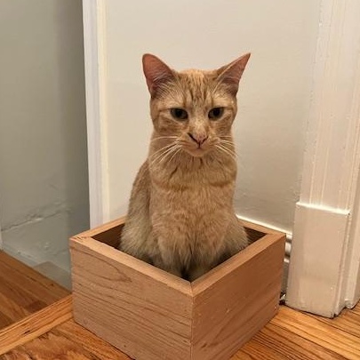 Clementine, a ADOPTABLE Domestic Short Hair in Manchester, MO image 1/6