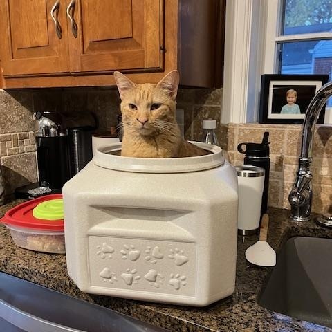 Clementine, a ADOPTABLE Domestic Short Hair in Manchester, MO image 5/6