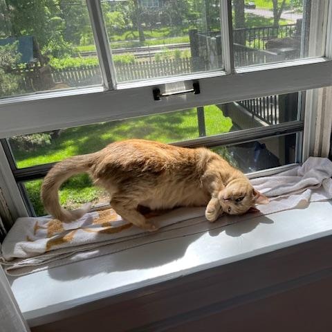 Clementine, a ADOPTABLE Domestic Short Hair in Manchester, MO image 2/6