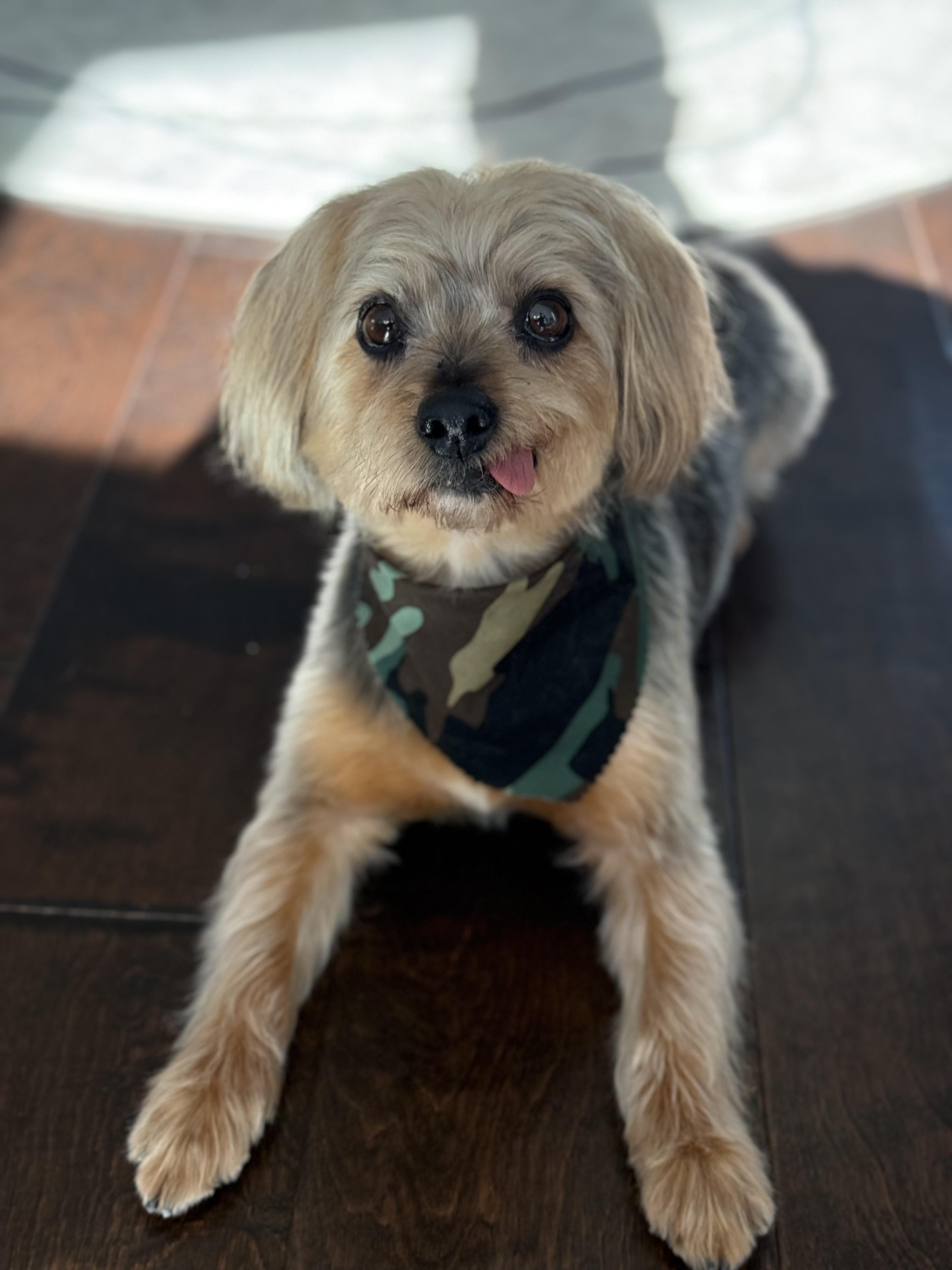 Wellington, Adopted, Senior Male Yorkshire Terrier.