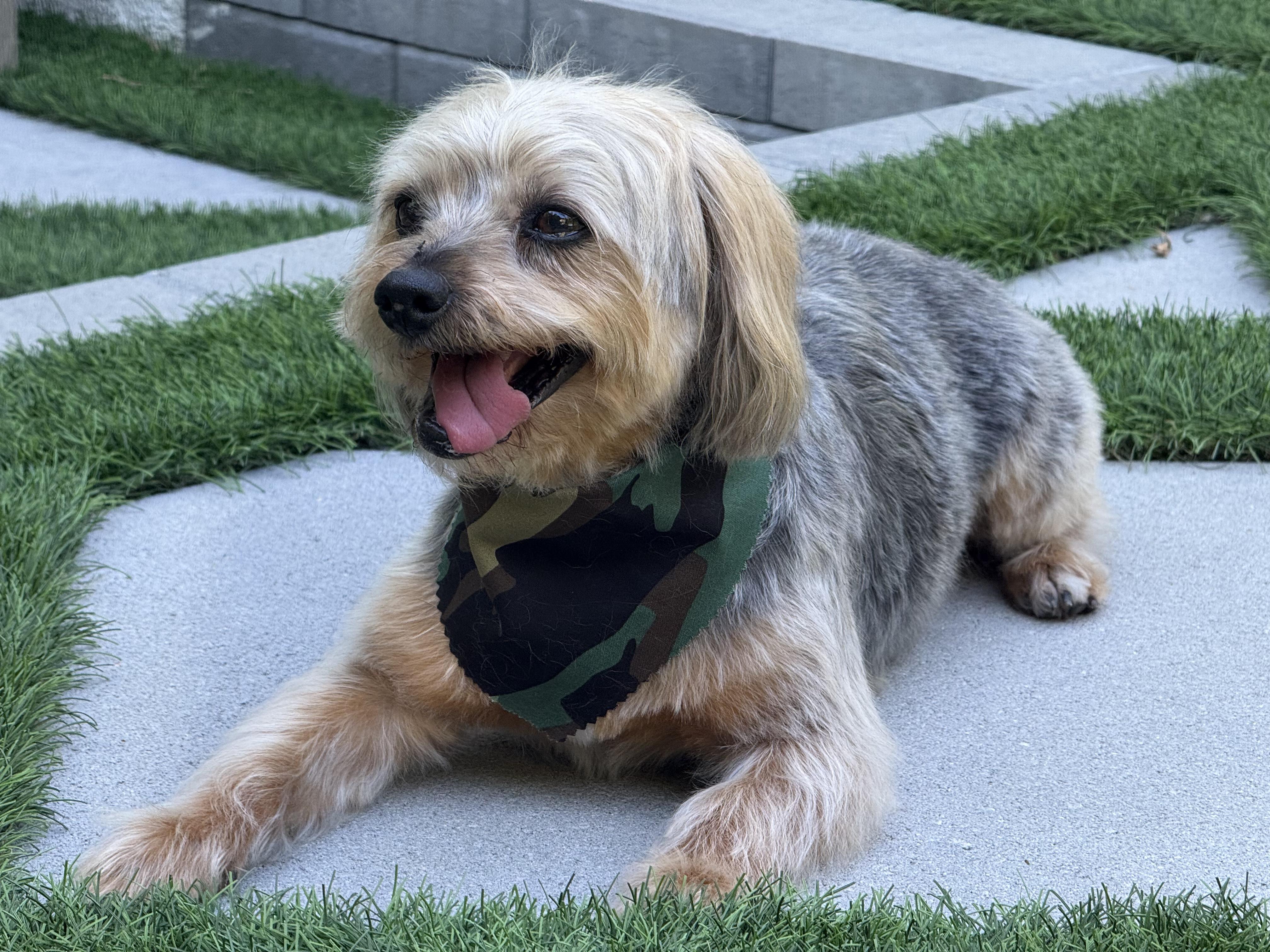 Enlarge Wellington, a Adopted mixed breed in Beverly Hills, CA image 2/2