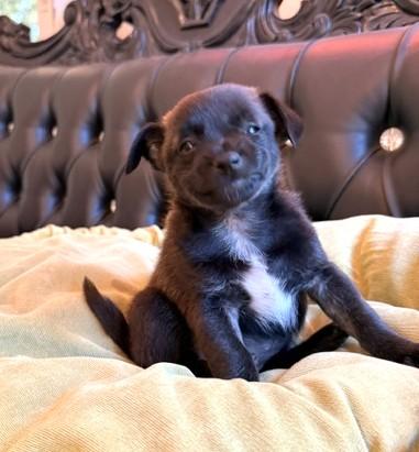 Enlarge Jolene, a Adoptable mixed breed in Santa Rosa, CA image 6/6