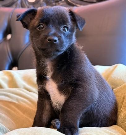Enlarge Jolene, a Adoptable mixed breed in Santa Rosa, CA image 3/6