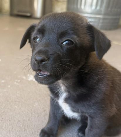 Enlarge Jolene, a Adoptable mixed breed in Santa Rosa, CA image 4/6