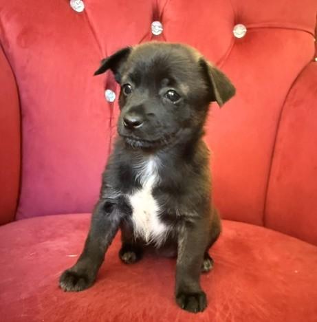 Enlarge Jolene, a Adoptable mixed breed in Santa Rosa, CA image 2/6