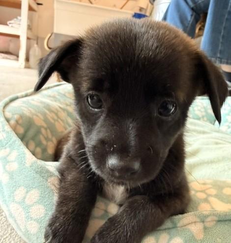 Enlarge Jolene, a Adoptable mixed breed in Santa Rosa, CA image 1/6