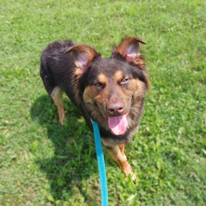 Freddy, Adoptable, Adult Male Australian Shepherd & Mixed Breed.