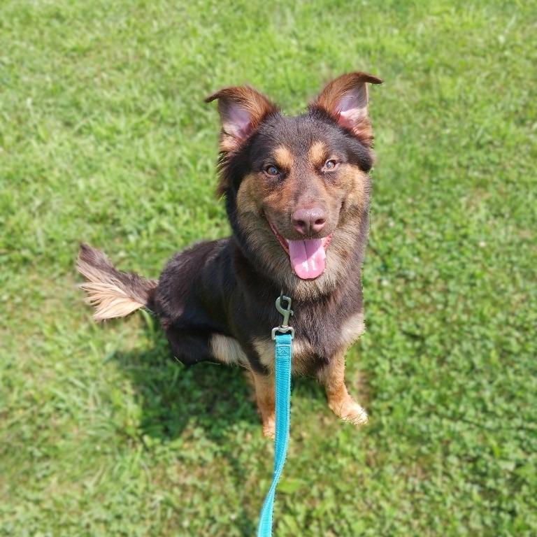 Freddy, a Adoptable mixed breed in Prairie du Chien, WI image 2/3