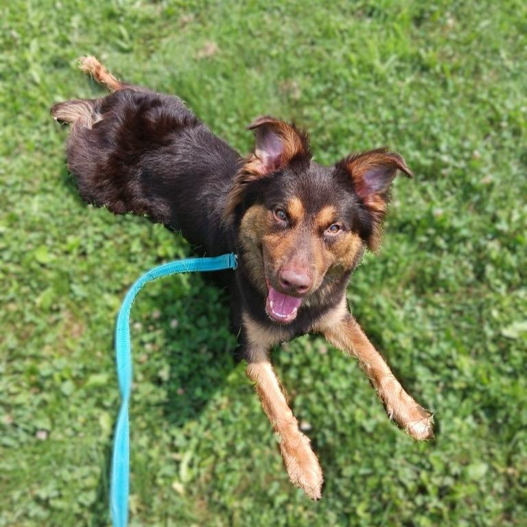 Freddy, a Adoptable mixed breed in Prairie du Chien, WI image 3/3