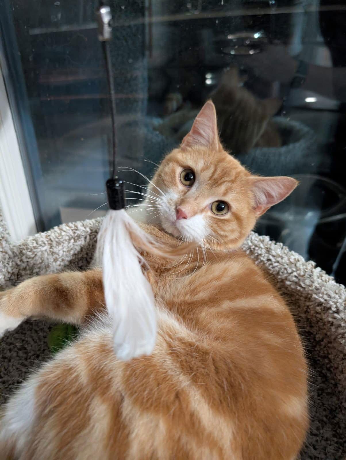 Enlarge Ted, a Adoptable Domestic Short Hair in Oakboro , NC image 1/1