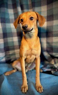 Crush- Puppy #4 (CoPAC Litter #9/2025), Adoptable, Young Male Chihuahua & Terrier.