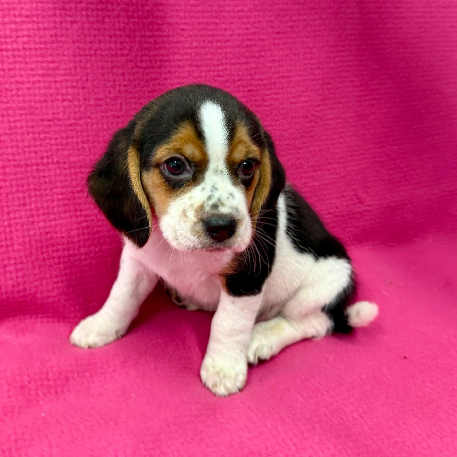 Enlarge Frankie, a ADOPTABLE Beagle in East Sparta, OH image 1/1