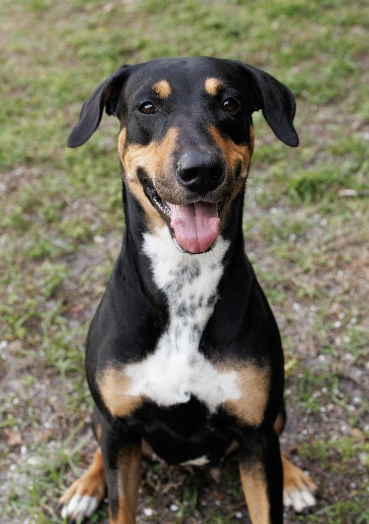 Sura, Adoptable, Adult Female Doberman Pinscher & Black Mouth Cur.