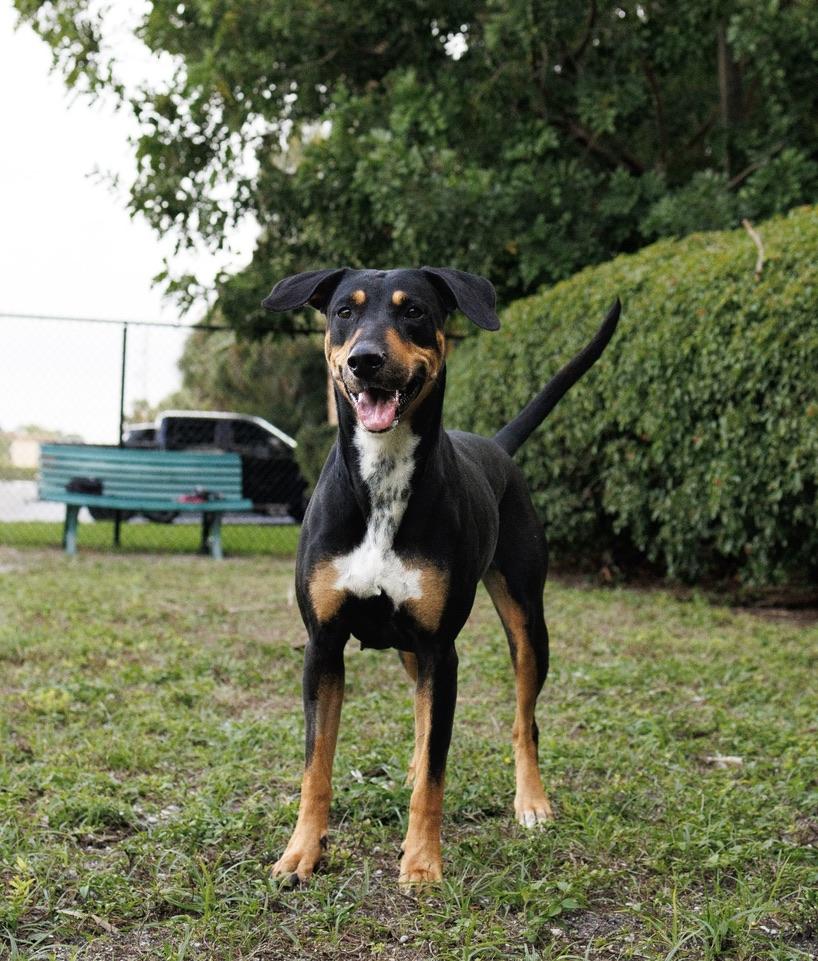 Enlarge Sura, a Adoptable mixed breed in Jupiter, FL image 2/2