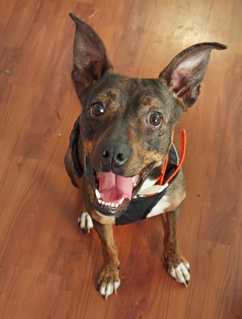 Delilah, an adoptable Pit Bull Terrier Mix in Alpine, TX_image-1