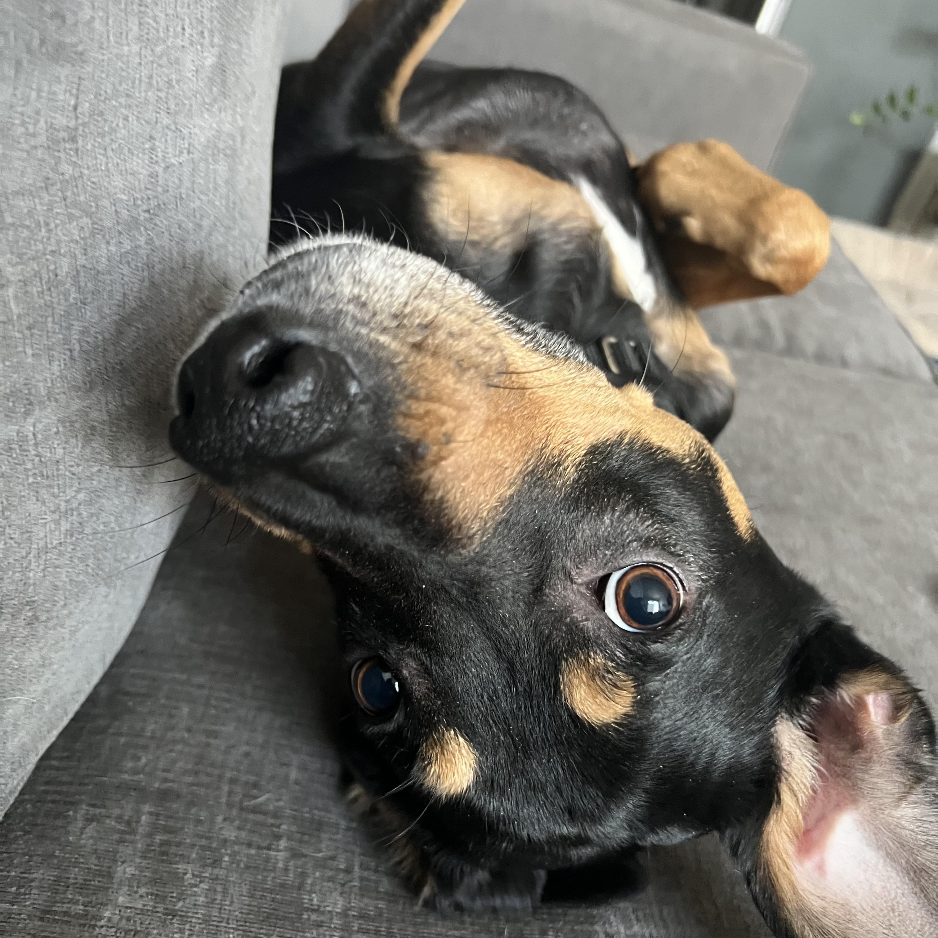 Enlarge Oscar *courtesty post*, a Adoptable mixed breed in New York, NY image 2/5