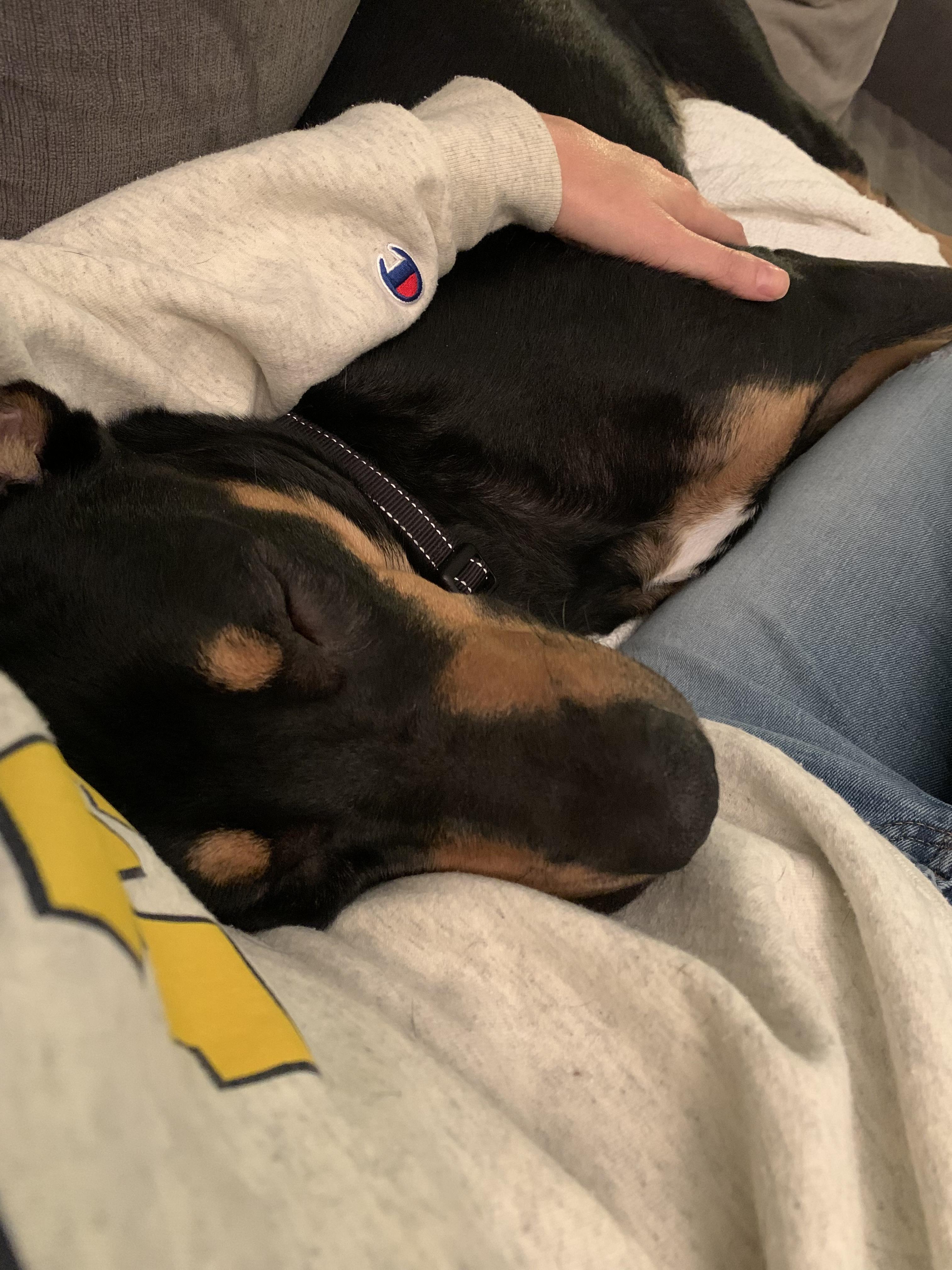 Enlarge Oscar *courtesty post*, a Adoptable mixed breed in New York, NY image 3/5