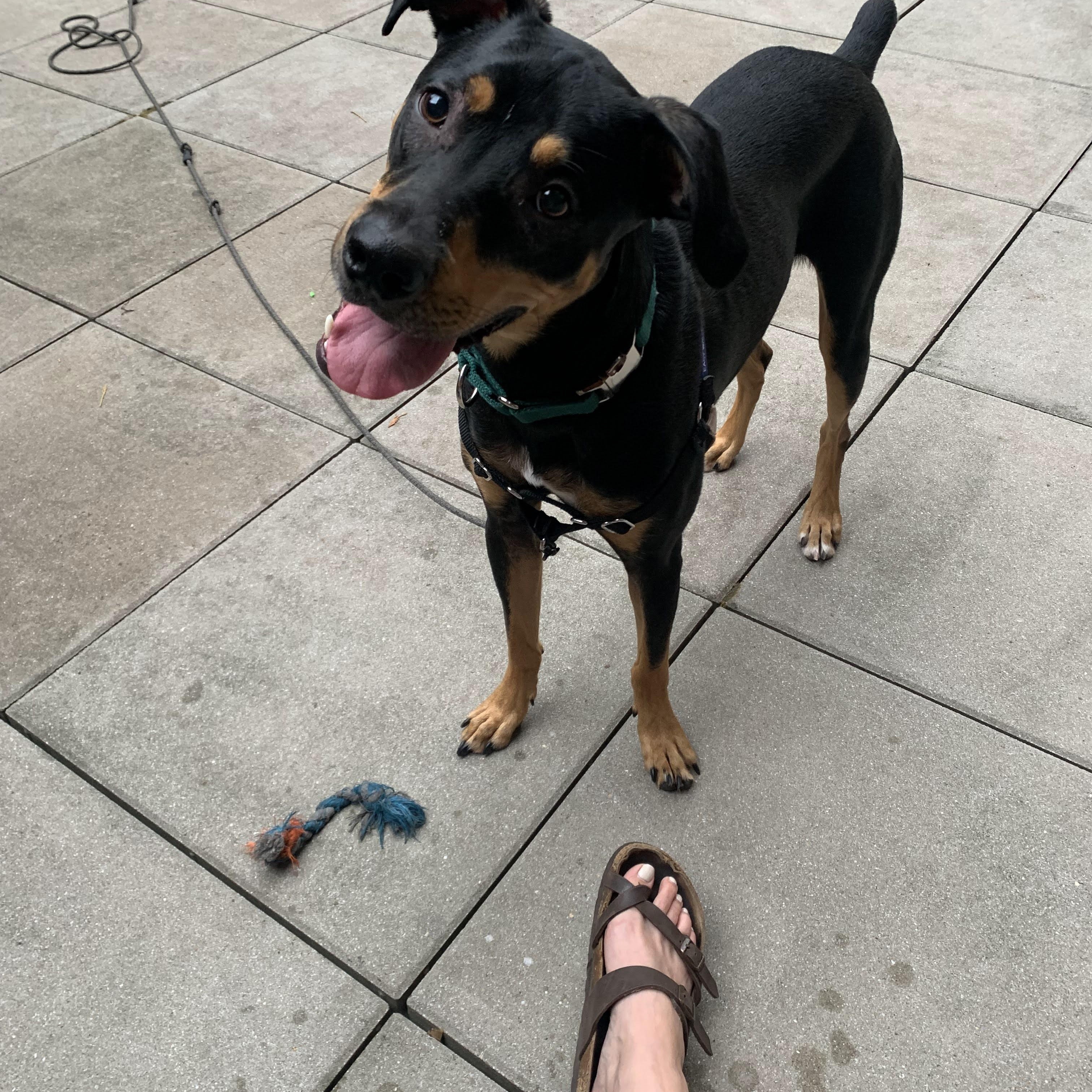 Enlarge Oscar *courtesty post*, a Adoptable mixed breed in New York, NY image 5/5