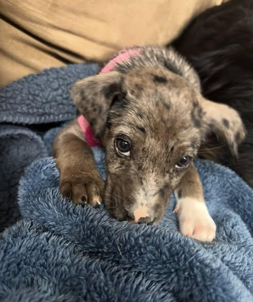 Stormy, adopted, Puppy Female Australian Shepherd.