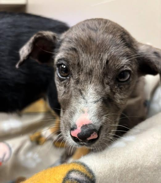 Enlarge Stormy, an adopted mixed breed in Grand Island, NE image 2/4