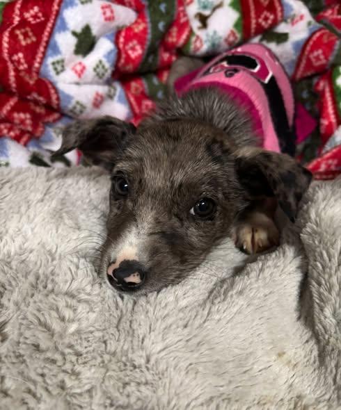 Enlarge Stormy, an adopted mixed breed in Grand Island, NE image 3/4