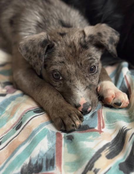 Enlarge Stormy, an adopted mixed breed in Grand Island, NE image 4/4