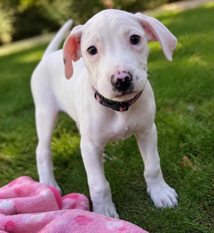 Enlarge Alice , an adopted mixed breed in Kansas City, KS image 3/4