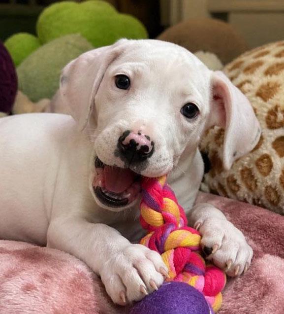 Enlarge Alice , an adopted mixed breed in Kansas City, KS image 1/4