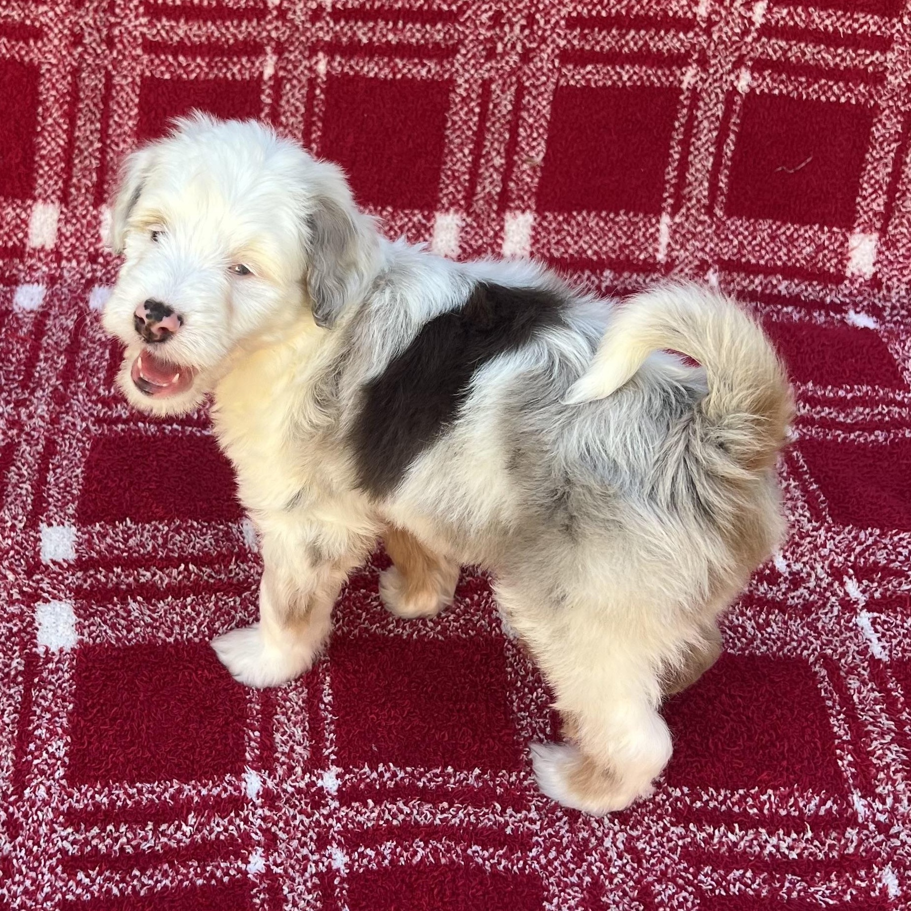 Crash, an adoptable Aussiedoodle in Fort Myers, FL, 33913 | Photo Image 1