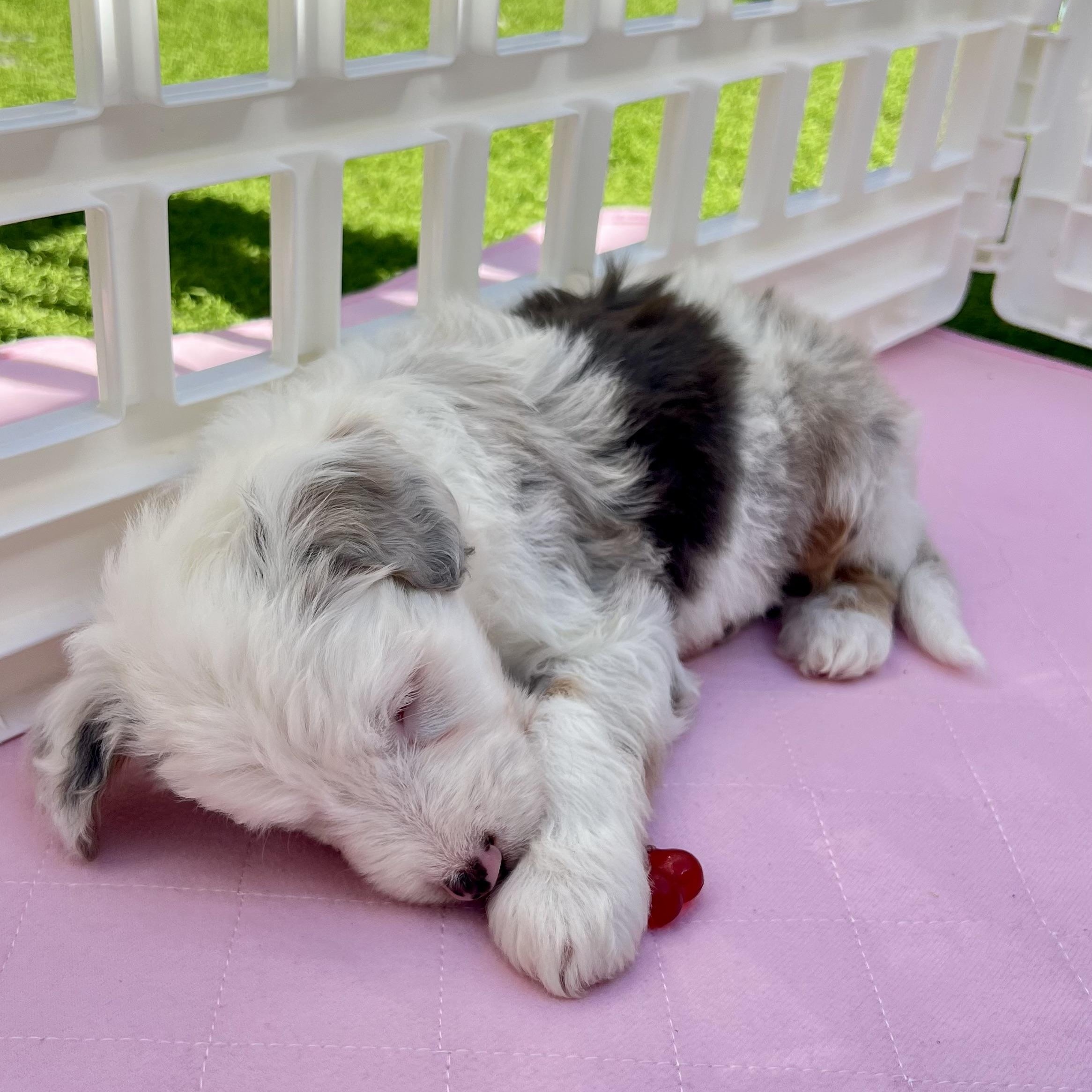 Crash, a Adoptable Aussiedoodle in Fort Myers, FL image 2/4