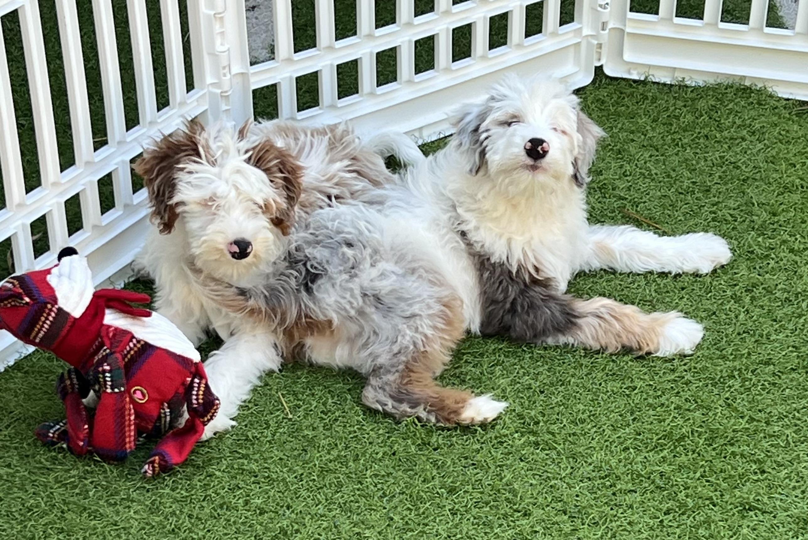 Crash, a Adoptable Aussiedoodle in Fort Myers, FL image 3/5