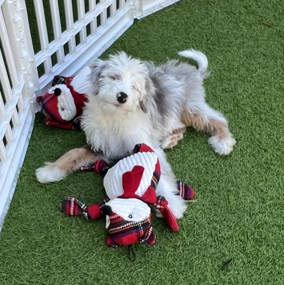 Crash, a Adoptable Aussiedoodle in Fort Myers, FL image 1/5