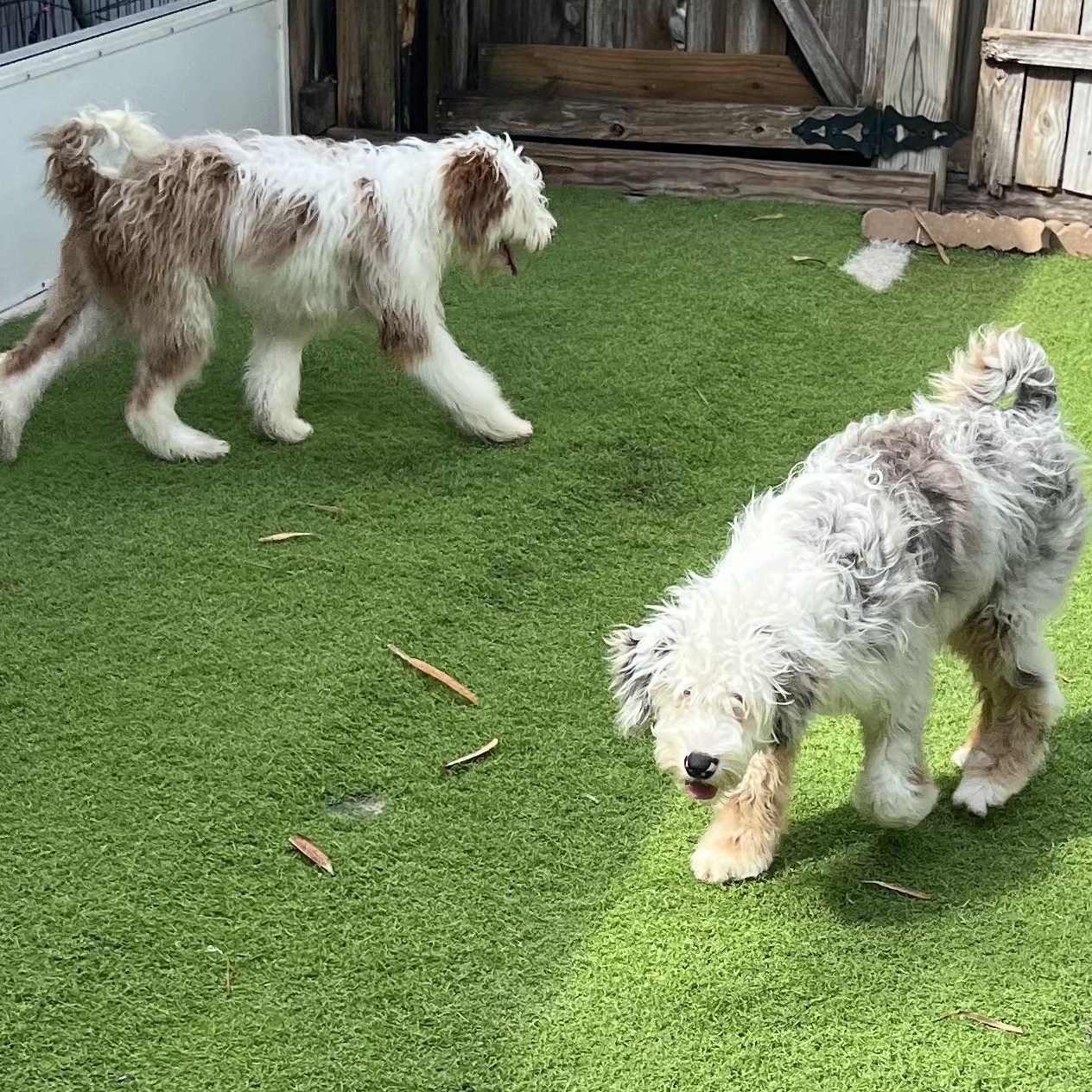Enlarge Crash, a Adoptable Aussiedoodle in Fort Myers, FL image 3/5