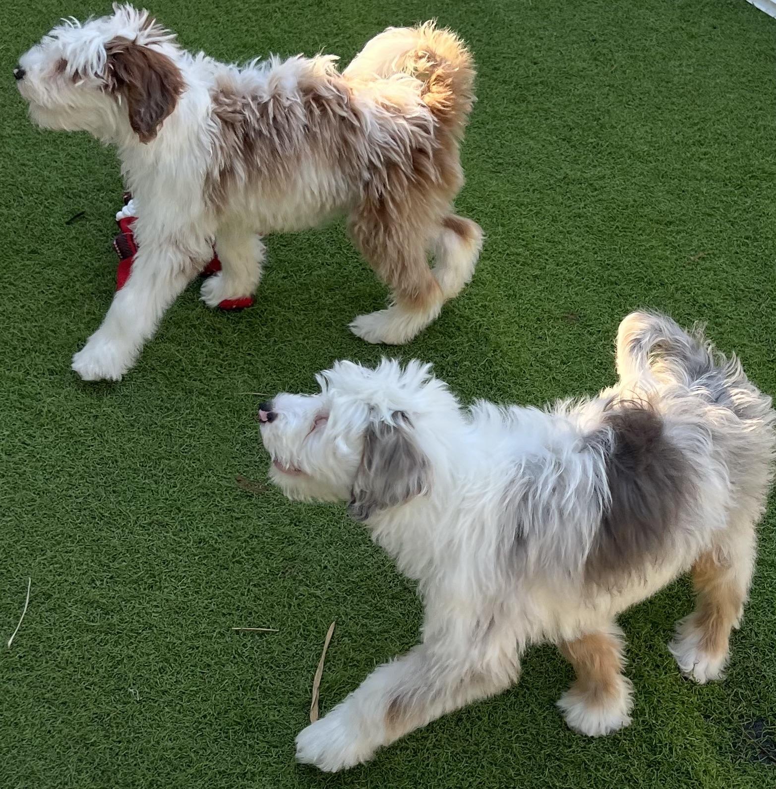 Crash, a Adoptable Aussiedoodle in Fort Myers, FL image 2/5
