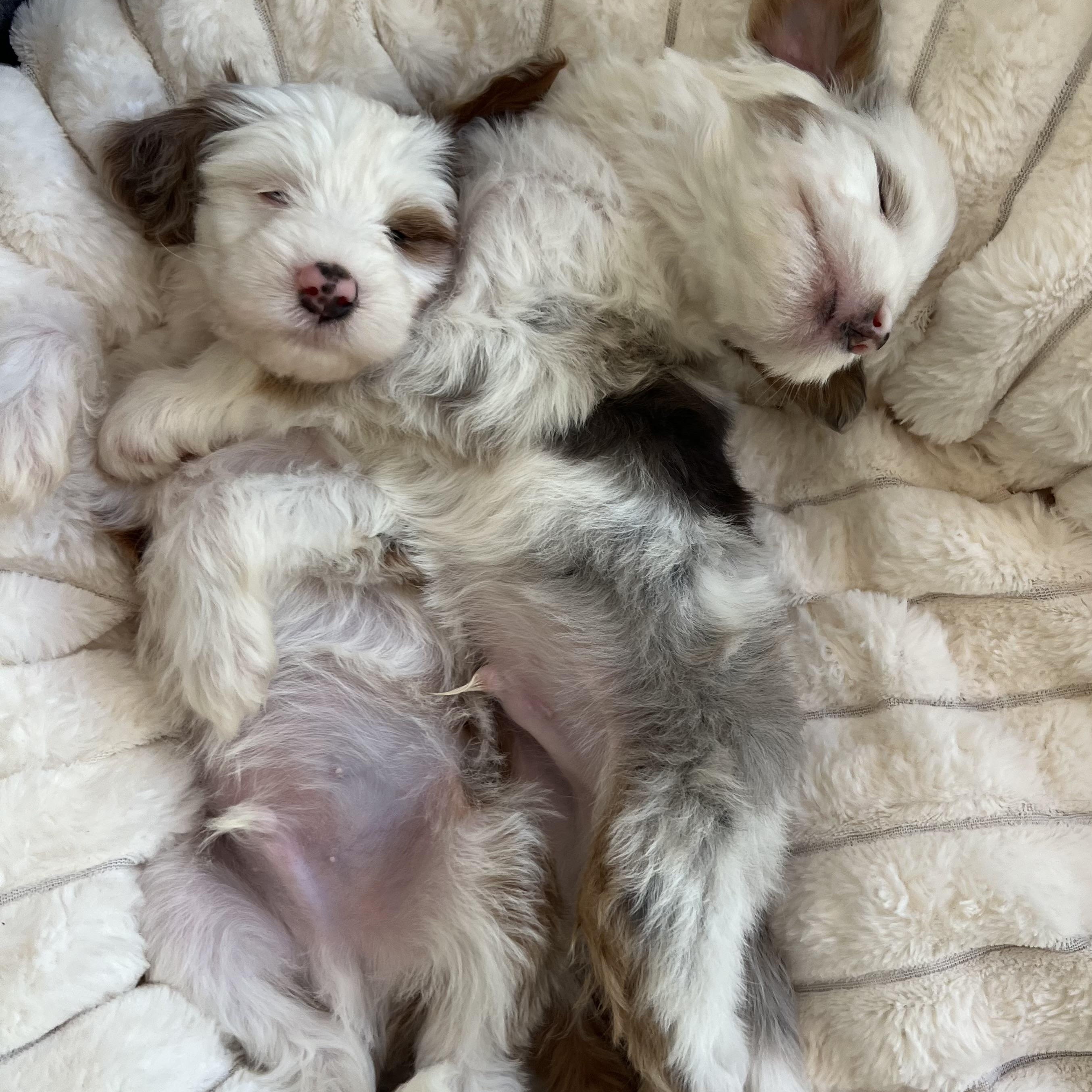 Crash, a Adoptable Aussiedoodle in Fort Myers, FL image 3/4
