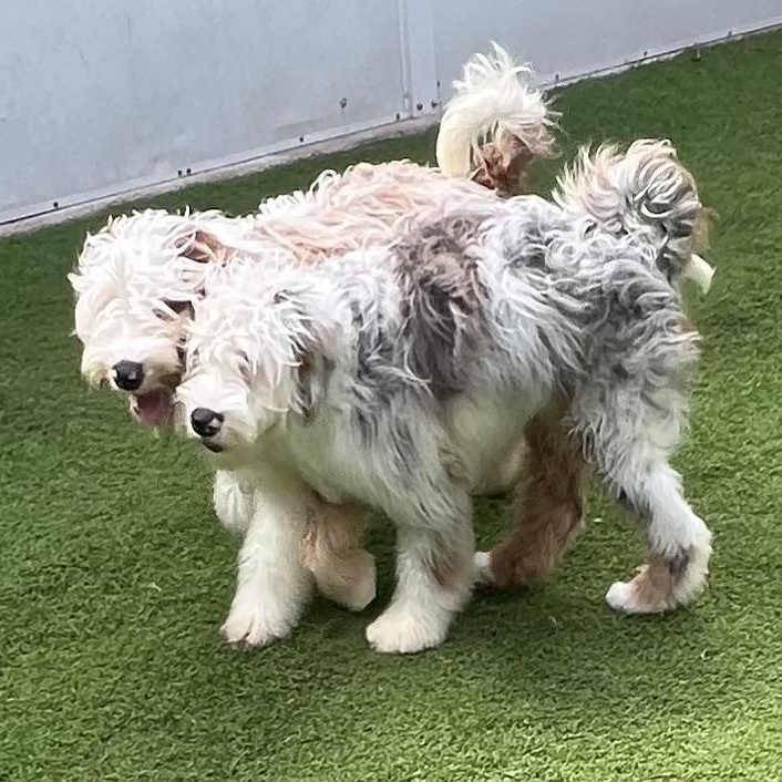 Enlarge Crash, a Adoptable Aussiedoodle in Fort Myers, FL image 5/5