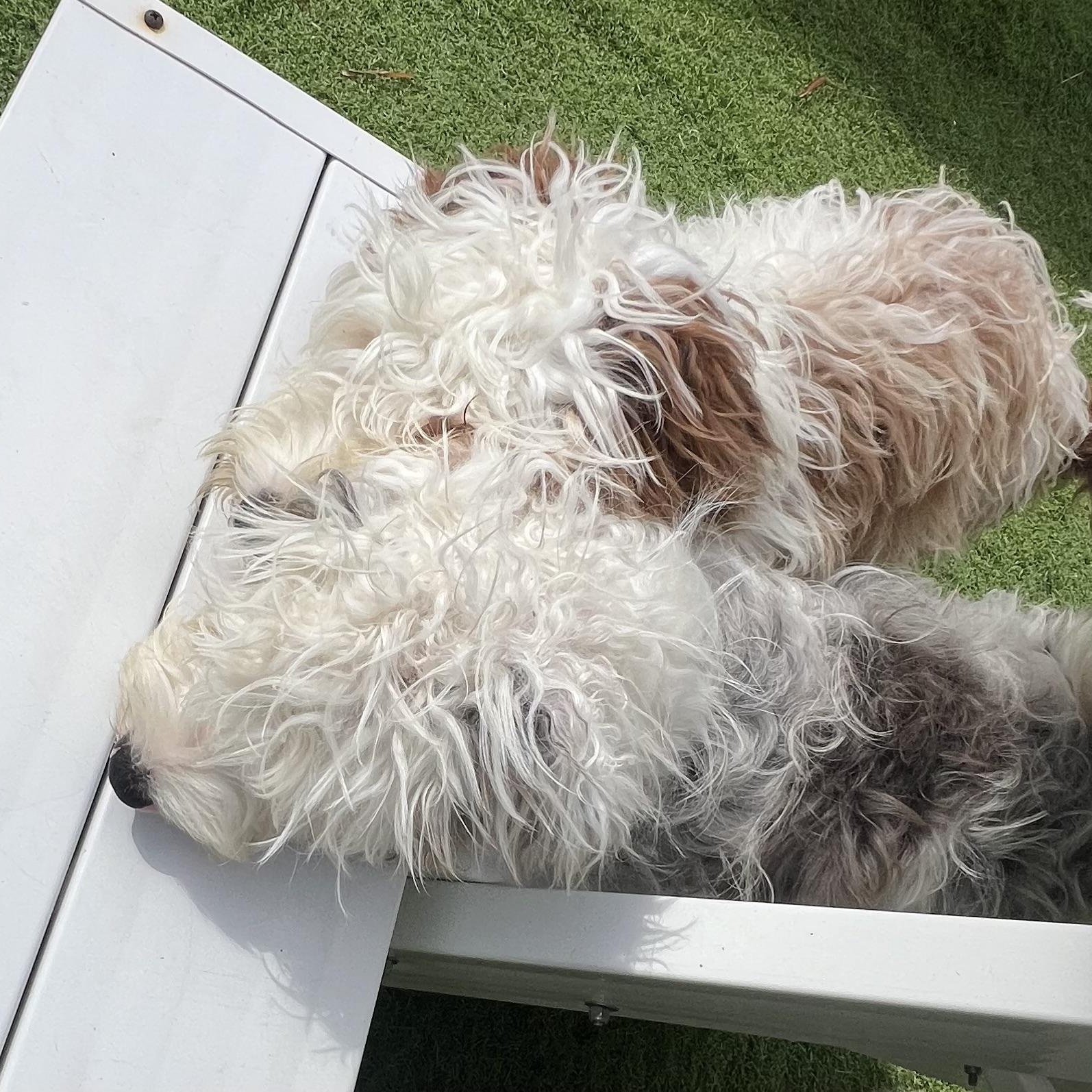 Enlarge Crash, a Adoptable Aussiedoodle in Fort Myers, FL image 2/5