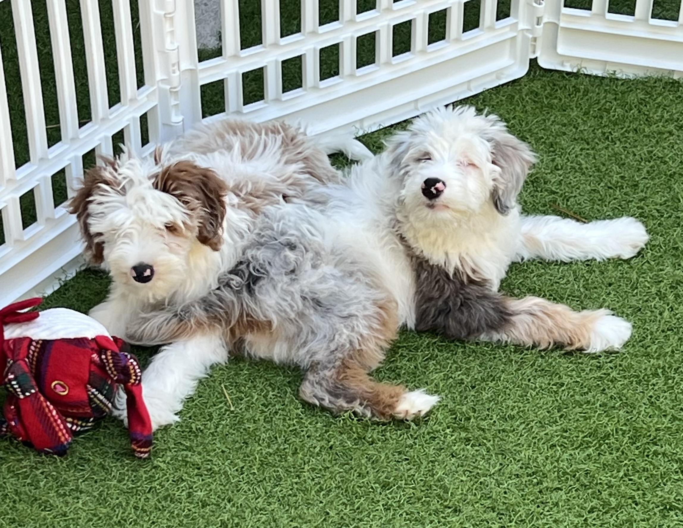 Crash, a Adoptable Aussiedoodle in Fort Myers, FL image 4/5