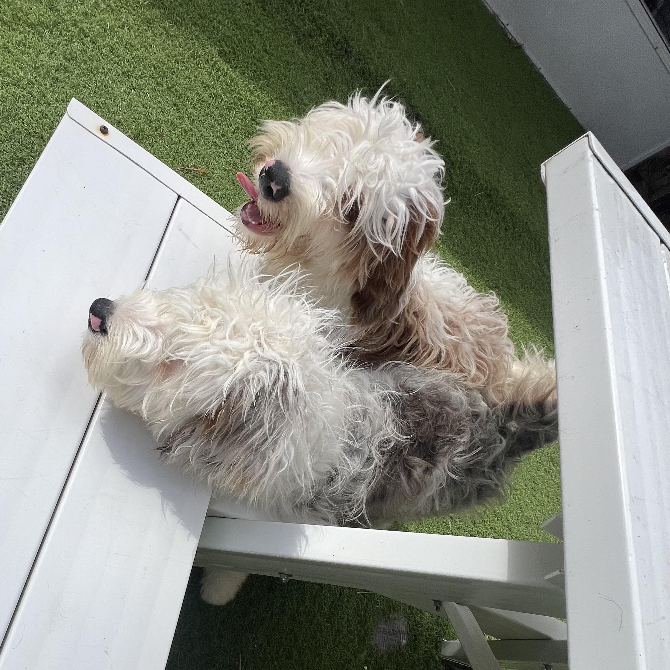 Enlarge Crash, a Adoptable Aussiedoodle in Fort Myers, FL image 4/5