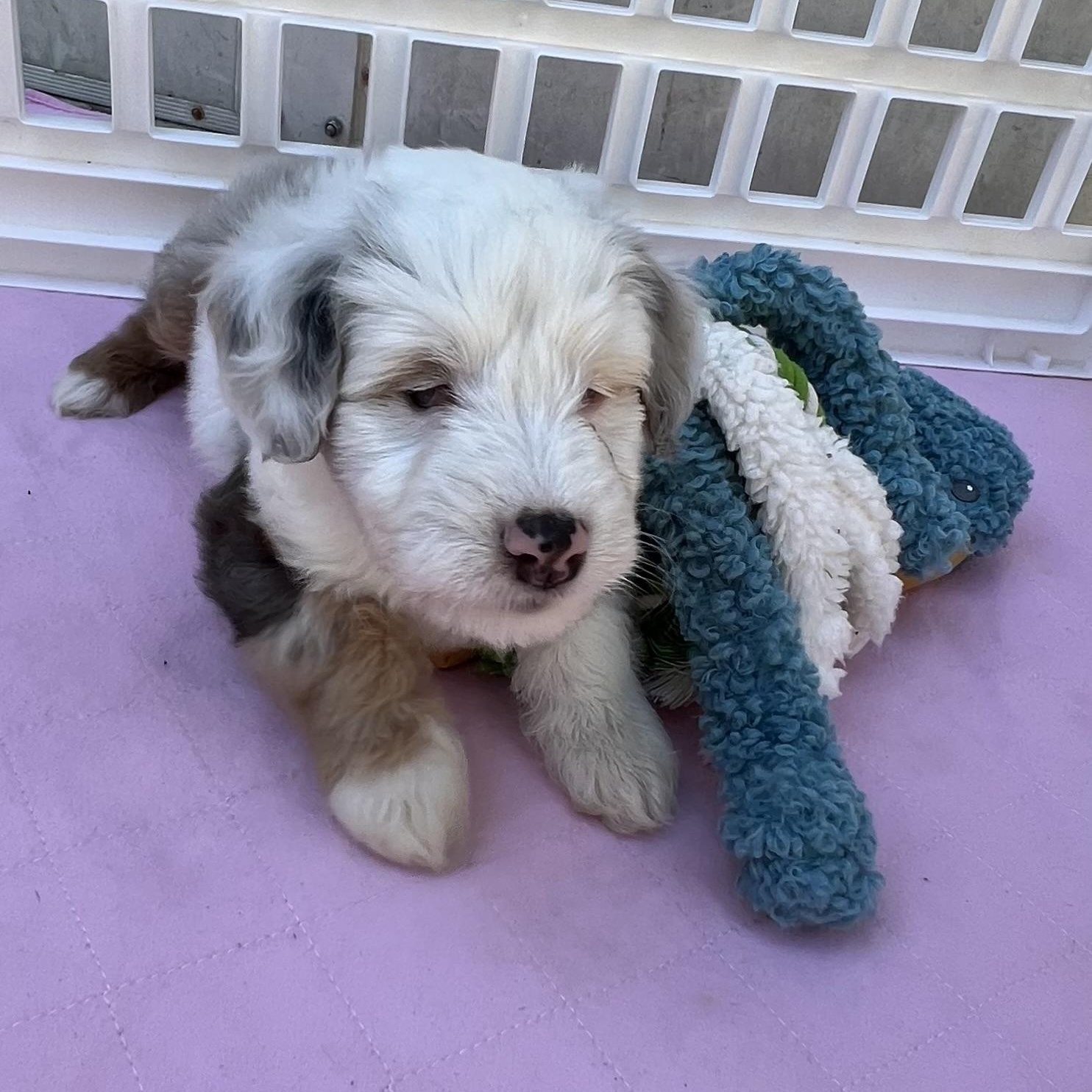 Crash, a Adoptable Aussiedoodle in Fort Myers, FL image 4/4