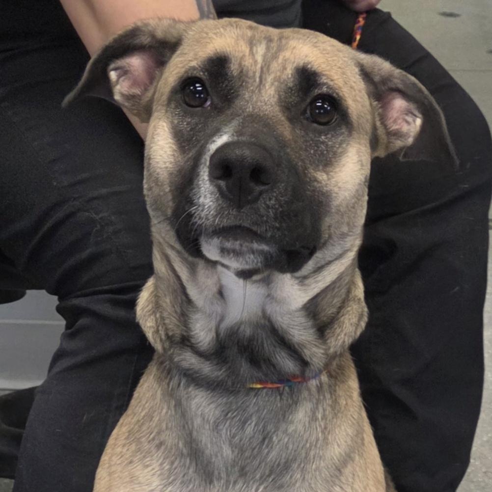 Payton, ADOPTABLE, Adult Female Mixed Breed.