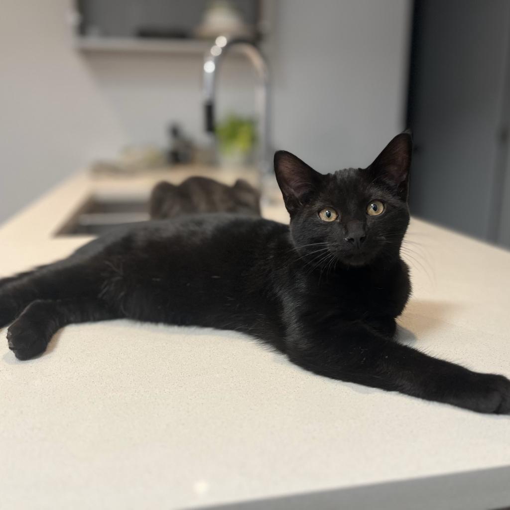 Rick, Adoptable, Adult Male Domestic Short Hair.