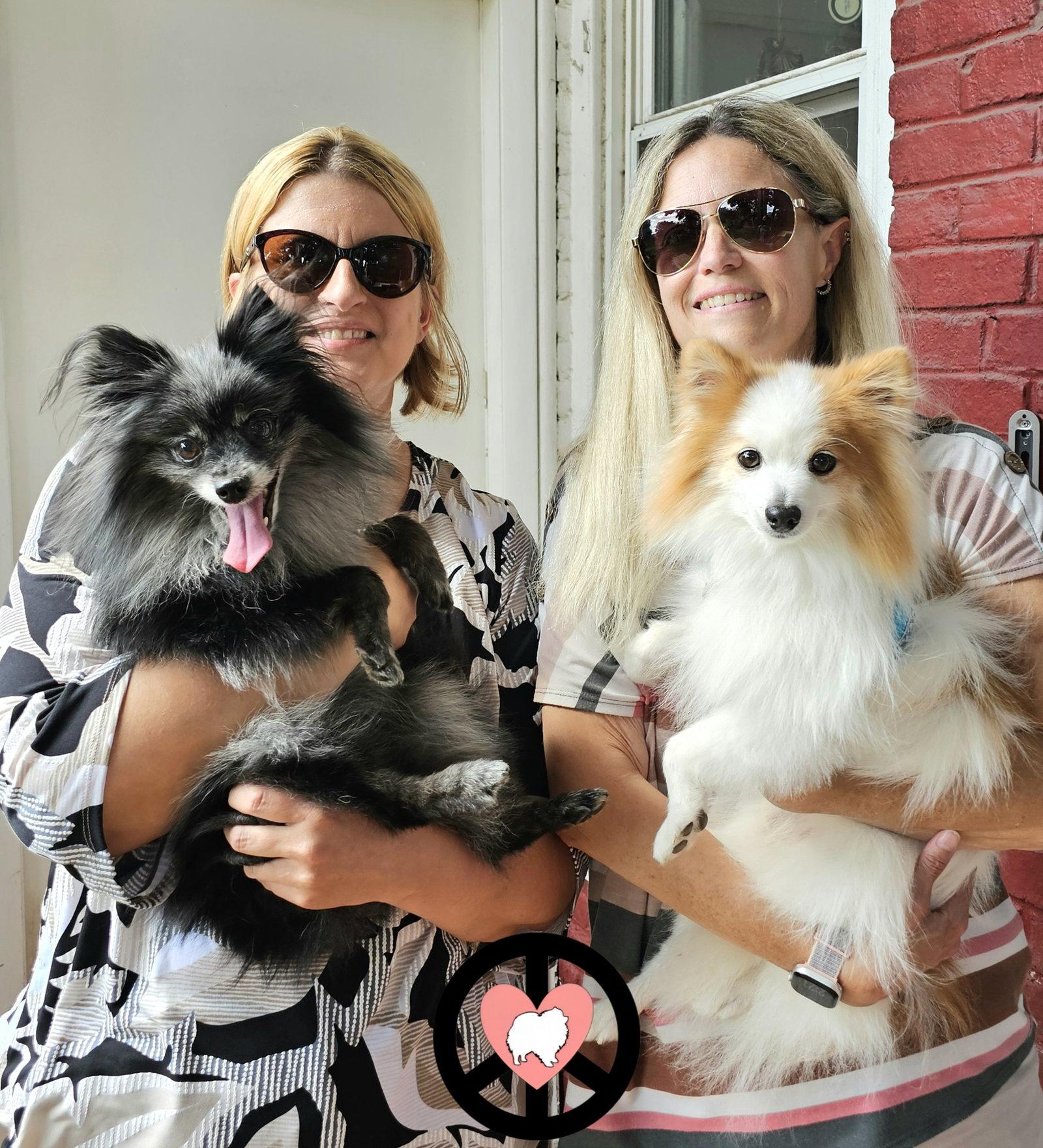 Enlarge Tank Jr, a Adopted Pomeranian in Lebanon, PA image 3/3