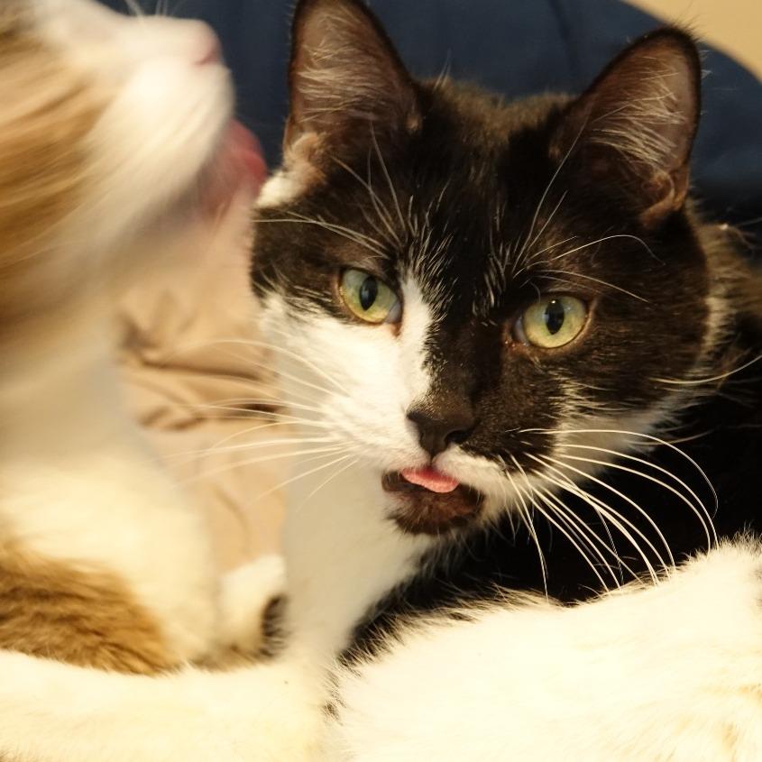 Kijo, Adoptable, Senior Male Domestic Short Hair.
