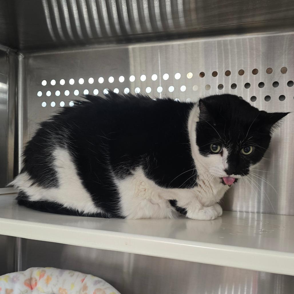 Enlarge Kijo, a Adoptable Domestic Short Hair in Denver, CO image 2/6
